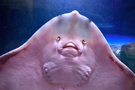 Do Manta Rays Smile? And What's the Deal with Giggling Sting Rays ...