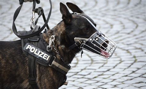 101 Police Dog Names for Crime Fighting Canines!