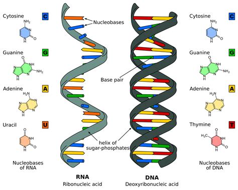 DNA Replication - Structure - Stages of Replication - TeachMePhyiology