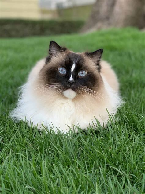 Ragdoll Cats | EVERYTHING You Need To Know About Ragdoll Cats & Kittens