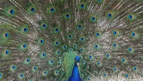 How Does a Peacock Find Food? | Sciencing