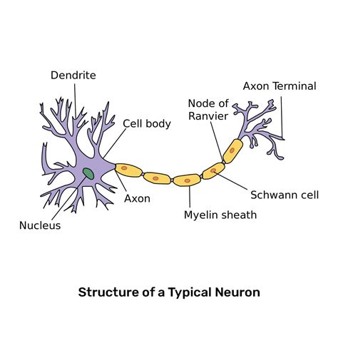 Structure Of A Neuron Labeled