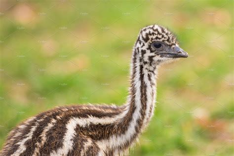 Baby Australian Emu | High-Quality Animal Stock Photos ~ Creative Market