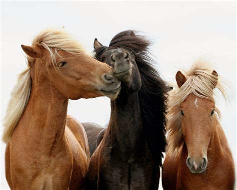 Horses Wallpapers and Screensavers - WallpaperSafari