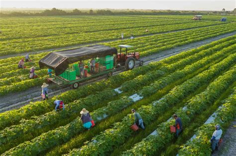 Vegetable Cultivation in The Field– In India, Farming Info