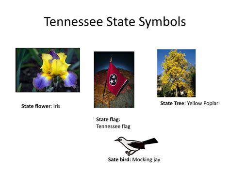 PPT - Tennessee State Symbols PowerPoint Presentation, free download ...