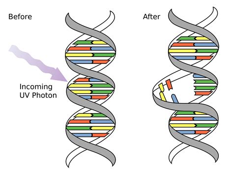 DNA Mutations - Genetics Generation