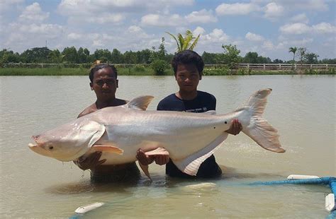 Giant Mekong Catfish at Leks Fishing Park Udon Thani | Lek's Fishing ...