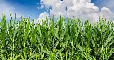 Monocropping – What Is It and How It’s Hurting the Environment