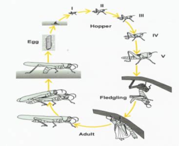 Challenge 4: Desert Locust | Plan4all