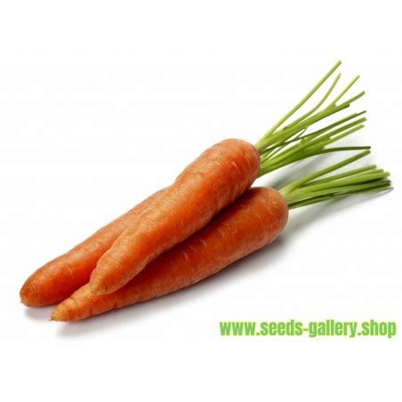 Danvers Carrot Seeds - Price €2.50