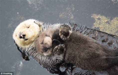 Pin on otters