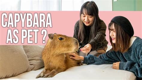 Should You Keep a Capybara as Pet? - YouTube