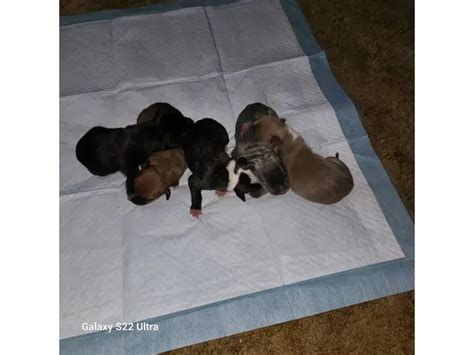 5 American Bandogge puppies available in - Puppies for Sale Near Me