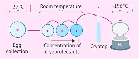 Cryopreservation & Vitrification of Embryos, Sperm & Eggs