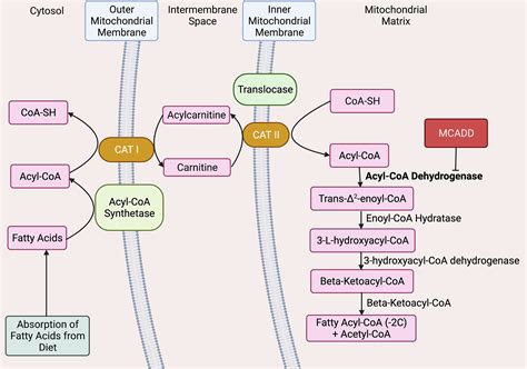 Medium‐chain Acyl‐COA dehydrogenase deficiency: Pathogenesis, diagnosis ...