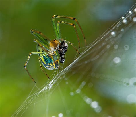 Spiders and Other Arachnids - General - Micro 43 (Four Thirds) Talk