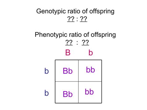 Gregor Mendel & Punnett Squares