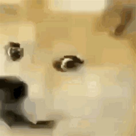 Smile Turning To Grin Doge GIF - Smile Turning To Grin Doge Dog ...