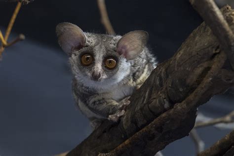 Bush Baby Galago : Lesser bushbaby - Wikipedia : Galago, or bushbaby ...