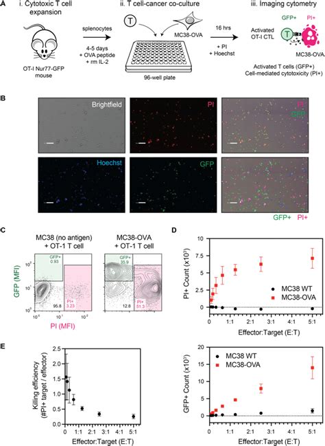 Quantification of CTL activation and T cell-mediated cytotoxicity by ...