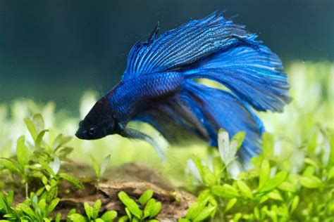 Top 10 des meilleurs poissons D'eau douce pour votre Aquarium-Petland ...