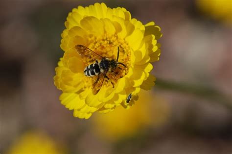 Bug of the Week: A Cuckoo Bee – Growing With Science Blog