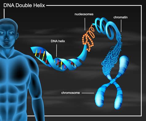 Green Screen Dna Double Helix Structure Animation Dna