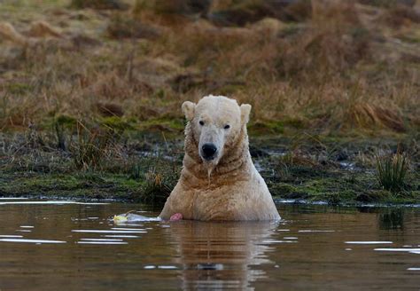 Scottish polar bears at Highland Wildlife Park - Daily Record