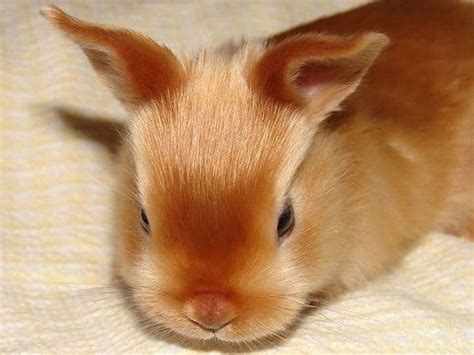 15 of the Best Pet Rabbit Breeds - PetHelpful - By fellow animal lovers ...