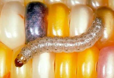 Corn Borer Control | Planet Natural