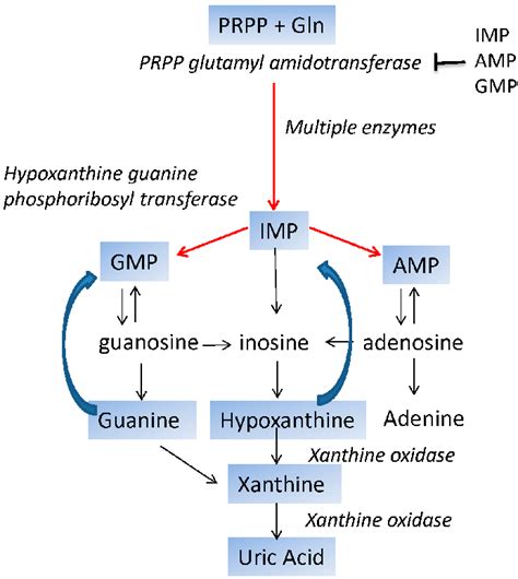 Outline of purine de novo synthesis, salvage, and degradation. Red ...