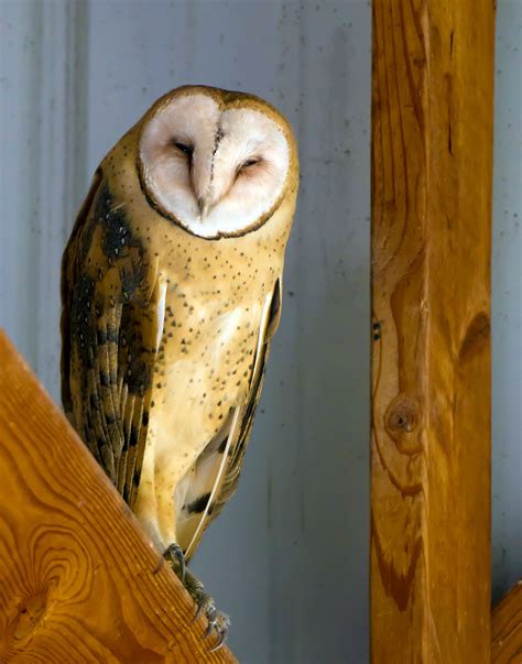 Barn Owl — Eastside Audubon Society