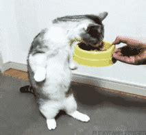 Standing Cat GIF - Find & Share on GIPHY