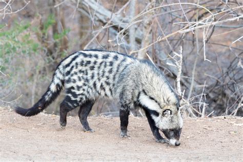 African Civet Facts - CRITTERFACTS