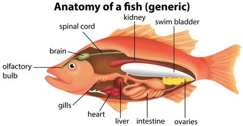 Anatomy of a fish 430632 Vector Art at Vecteezy