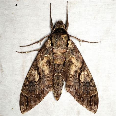 Giant Sphinx Moth - Cocytius antaeus - BugGuide.Net