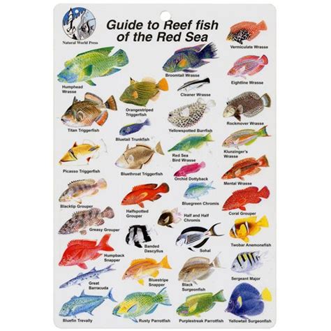 Red Sea Reef Fish Guide - 17