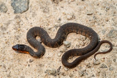 Plain-bellied Watersnake | South Carolina Partners in Amphibian and ...