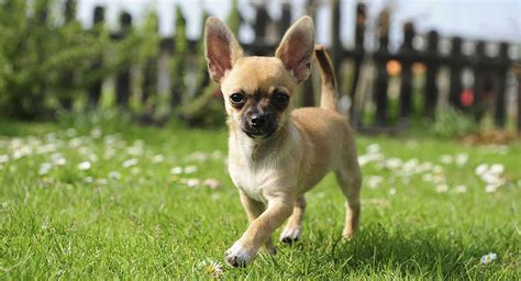 Chihuahua Dog Information: A Guide To The World's Smallest Dog