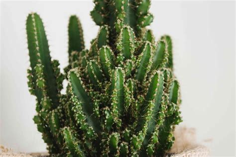 Indoor Cactus Plants: Plant Care & Growing Guide