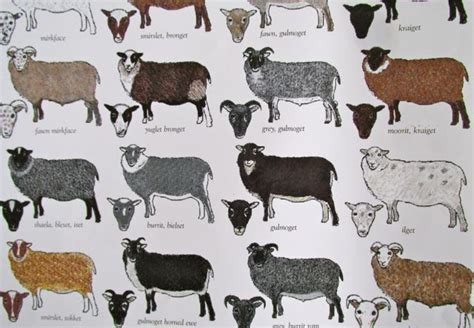 The colours of Shetland sheep | Sheep breeds, Shetland sheep, Sheep outline