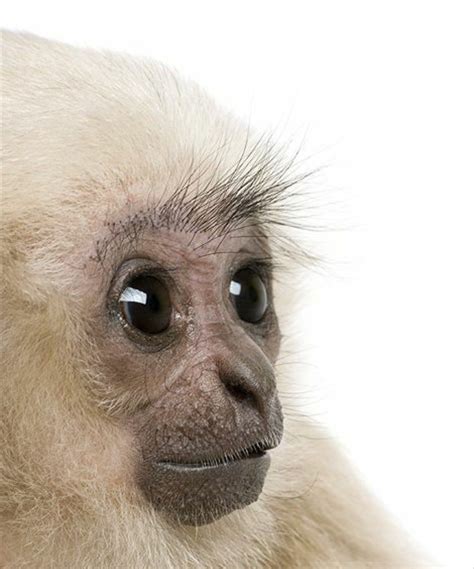 Baby Gibbon | Cute baby animals, Cute animals, Animals