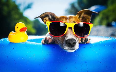 Cool Dog Wallpapers - Top Free Cool Dog Backgrounds - WallpaperAccess