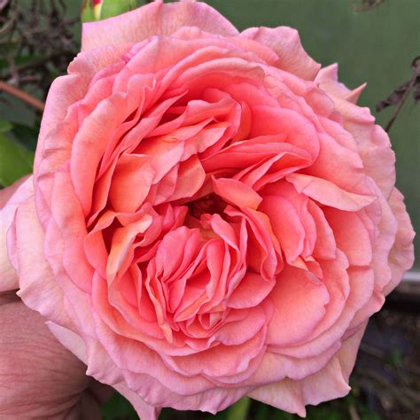 Abraham Darby Rose: Fragrant and Stunning! | Botanical beauty, Island ...