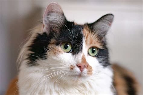 Calico Cat: Breed Profile, Characteristics & Care