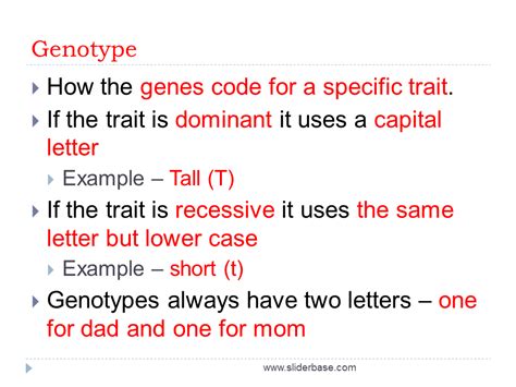 Genotype and Phenotype - Presentation Genetics