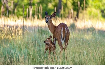 91 Deer Mother Nurturing Baby Images, Stock Photos & Vectors | Shutterstock