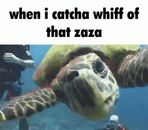 Turtle Zaza GIF - Turtle Zaza Scream - Discover & Share GIFs