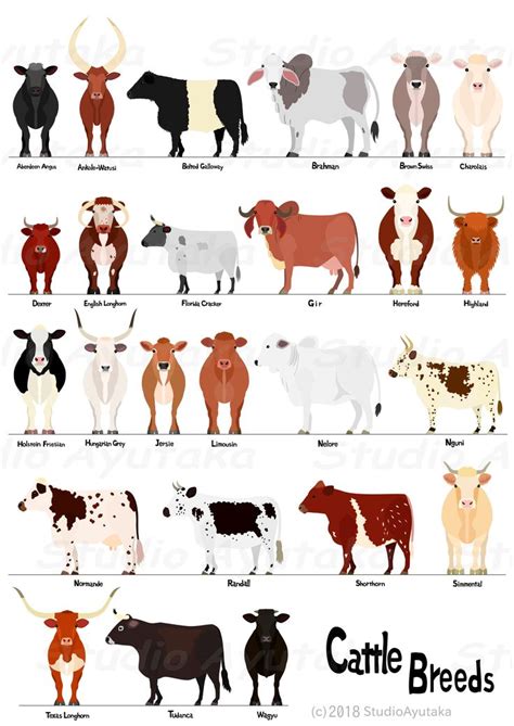 cattle breeds collection | Breeds of cows, Cute cows, Cow pictures